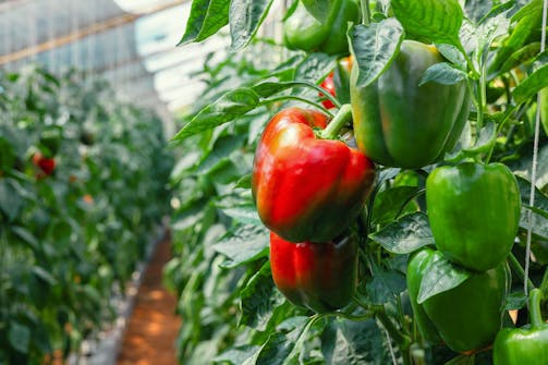 Kasvia kasvihuoneeseen: Paprika Kasvia kasvihuoneeseen: Paprika